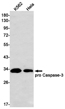 Rabbit Monoclonal Antibody to Caspase 3