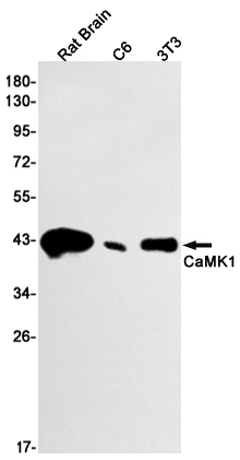Rabbit Monoclonal Antibody to CaMK1