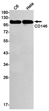 Rabbit Monoclonal Antibody to CD146