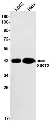 Rabbit Monoclonal Antibody to SIRT2