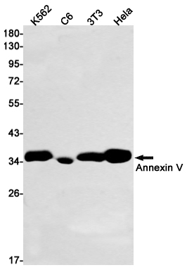 Rabbit Monoclonal Antibody to Annexin V