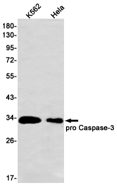 Rabbit Monoclonal Antibody to Caspase 3