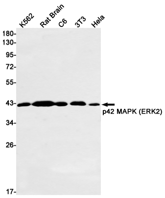 Rabbit Monoclonal Antibody to ERK2