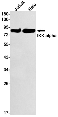 Rabbit Monoclonal Antibody to IKK alpha