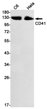 Rabbit Monoclonal Antibody to Integrin alpha IIb