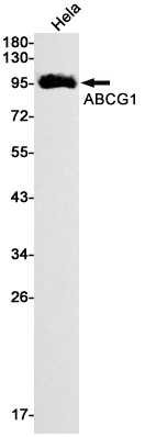 Rabbit Monoclonal Antibody to ABCG1