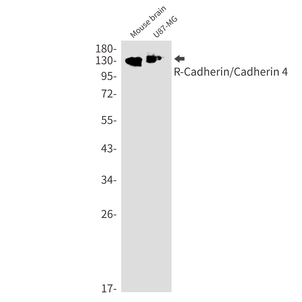 Rabbit Monoclonal Antibody to R Cadherin
