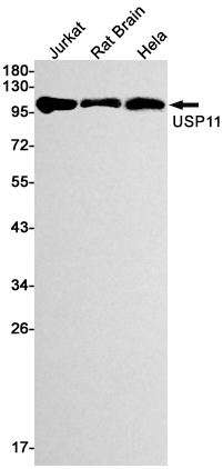Rabbit Monoclonal Antibody to USP11