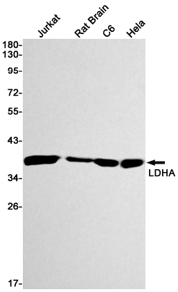 Rabbit Monoclonal Antibody to Lactate Dehydrogenase A