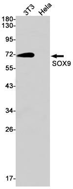 Rabbit Monoclonal Antibody to SOX9