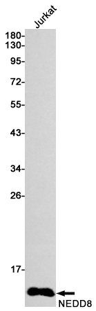 Rabbit Monoclonal Antibody to NEDD8
