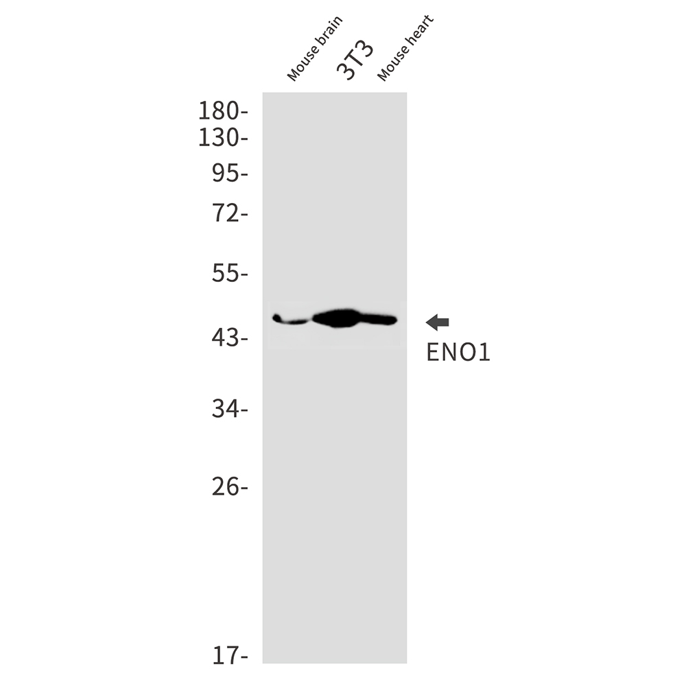 Rabbit Monoclonal Antibody to ENO1
