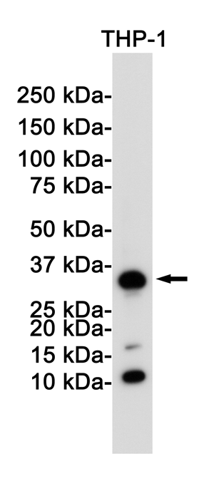 Rabbit Monoclonal Antibody to CD8 alpha