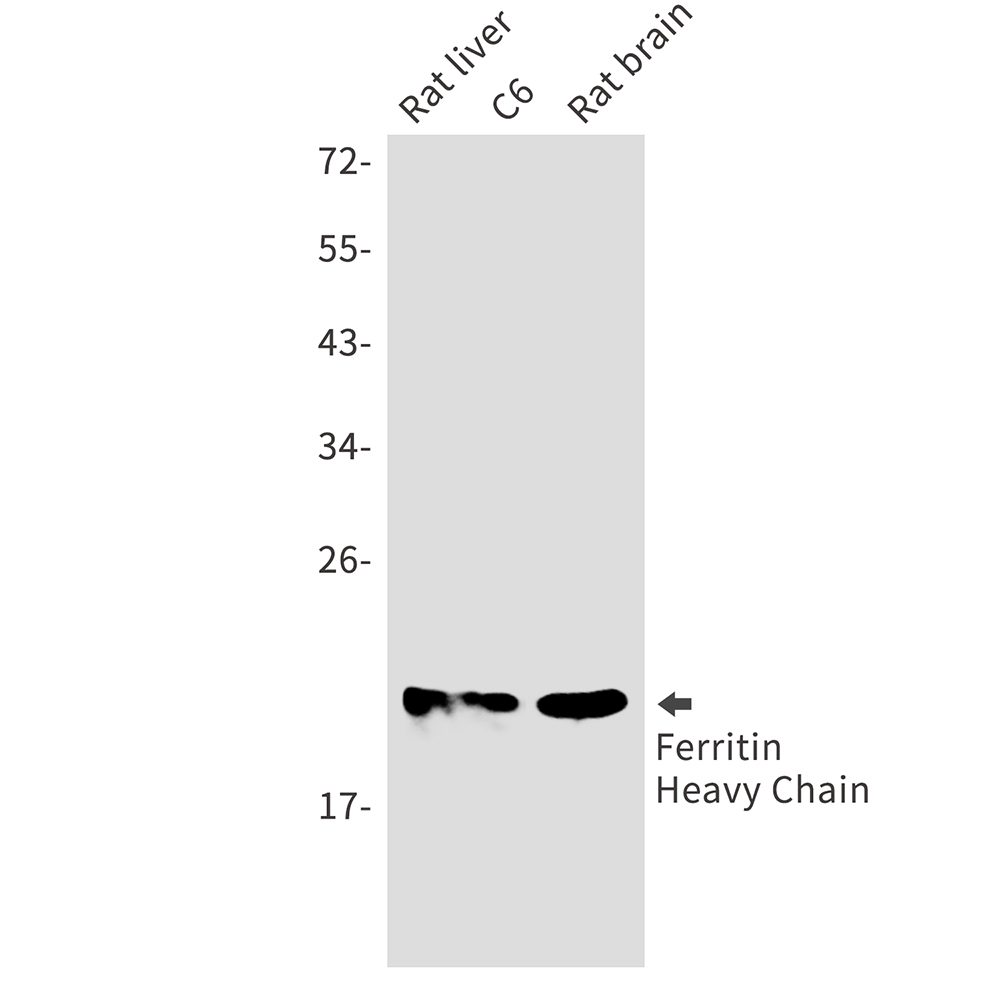 Rabbit Monoclonal Antibody to Ferritin Heavy Chain