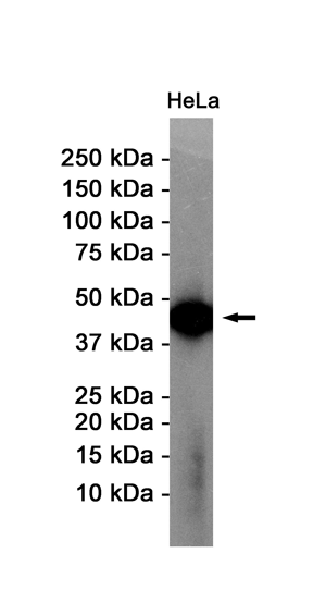 Rabbit Monoclonal Antibody to alpha Skeletal Muscle Actin