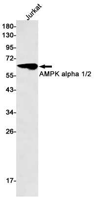 Rabbit Monoclonal Antibody to AMPK alpha