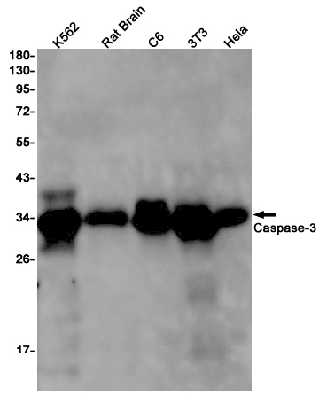 Rabbit Monoclonal Antibody to Caspase 3