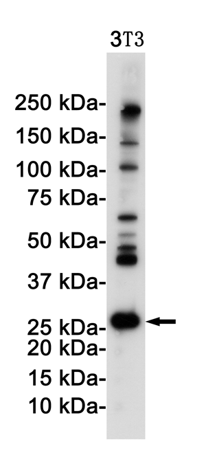 Rabbit Monoclonal Antibody to DDIT3