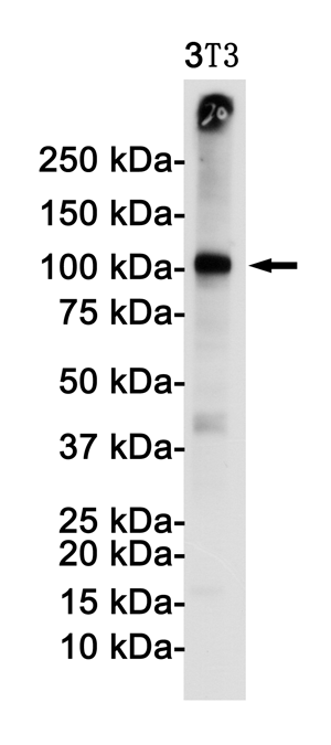 Rabbit Monoclonal Antibody to VCAM1