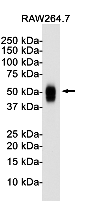 Rabbit Monoclonal Antibody to CD63