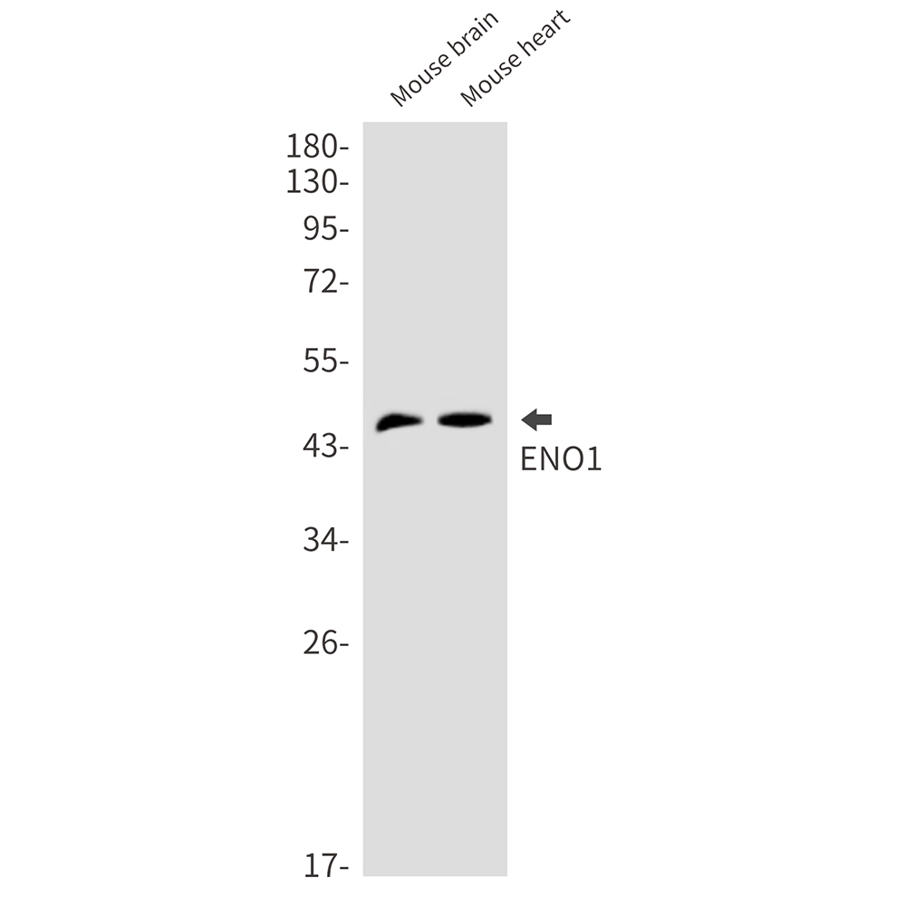 Rabbit Monoclonal Antibody to ENO1