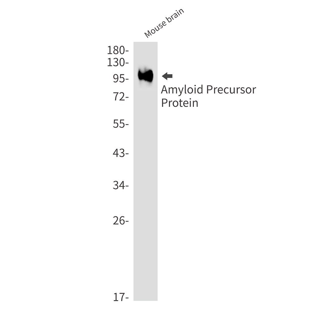 Rabbit Monoclonal Antibody to Amyloid Precursor Protein