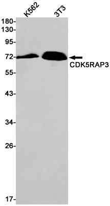 Rabbit Monoclonal Antibody to CDK5RAP3