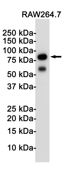 Rabbit Monoclonal Antibody to Toll-Like Receptor 2