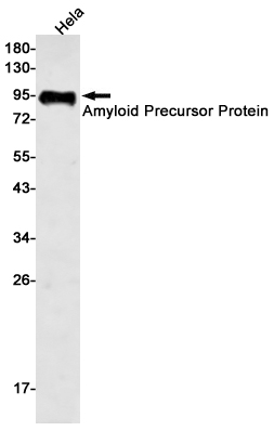 Rabbit Monoclonal Antibody to Amyloid Precursor Protein