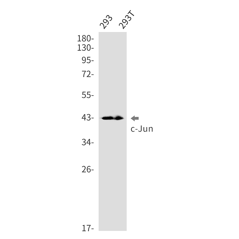 Rabbit Monoclonal Antibody to c-Jun