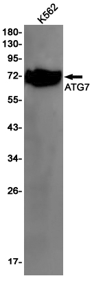 Rabbit Monoclonal Antibody to ATG7