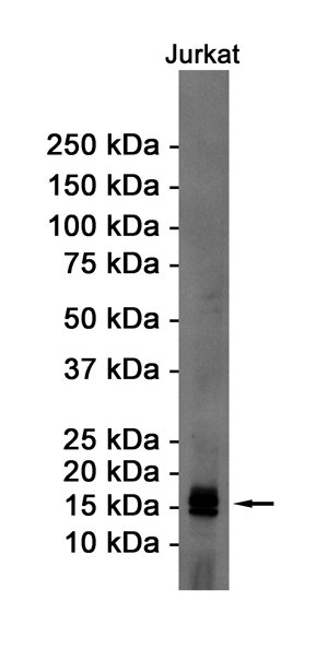 Rabbit Monoclonal Antibody to eIF5A