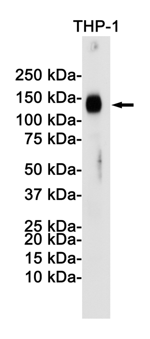 Rabbit Monoclonal Antibody to LAMP2