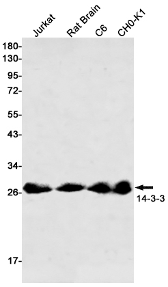 Rabbit Monoclonal Antibody to 14-3-3