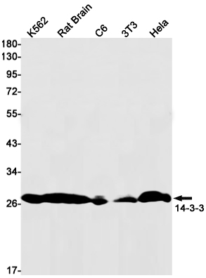Rabbit Monoclonal Antibody to 14-3-3