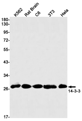 Rabbit Monoclonal Antibody to 14-3-3
