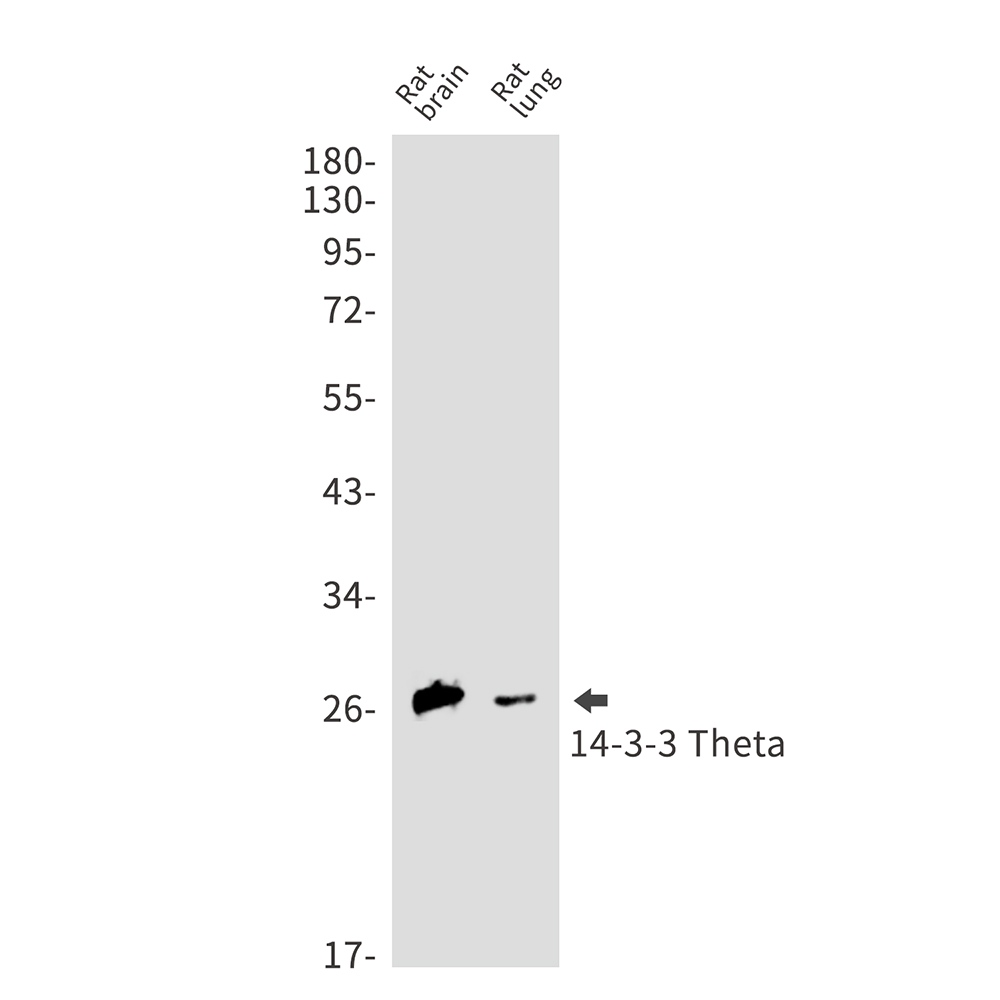 Rabbit Monoclonal Antibody to 14-3-3 theta