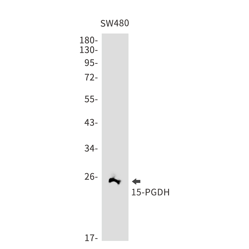Rabbit Monoclonal Antibody to 15 PGDH