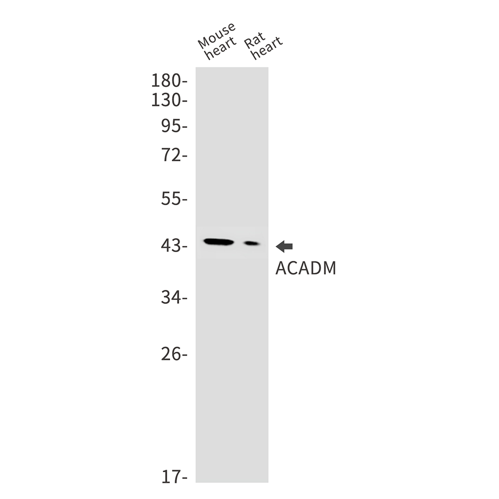 Rabbit Monoclonal Antibody to ACADM
