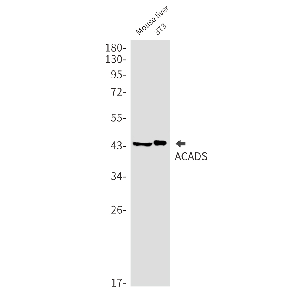 Rabbit Monoclonal Antibody to ACADS