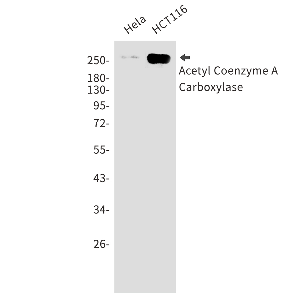 Rabbit Monoclonal Antibody to Acetyl Coenzyme A Carboxylase