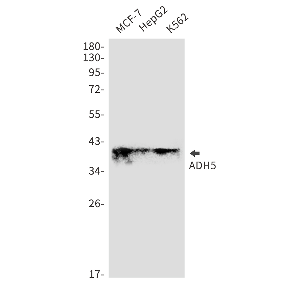 Rabbit Monoclonal Antibody to ADH5