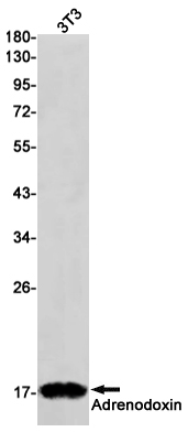 Rabbit Monoclonal Antibody to Adrenodoxin