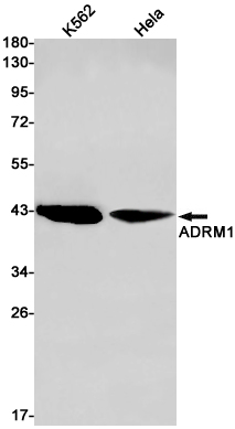 Rabbit Monoclonal Antibody to ADRM1
