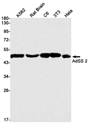 Rabbit Monoclonal Antibody to AdSS 2