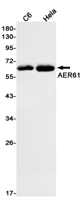 Rabbit Monoclonal Antibody to AER61