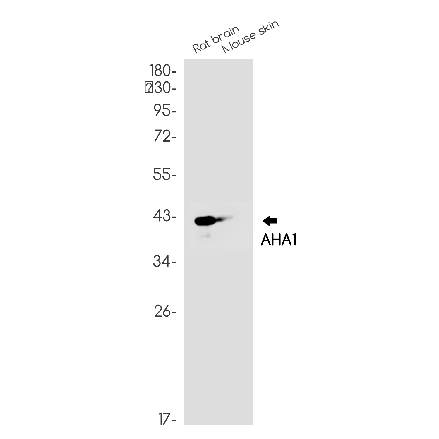 Rabbit Monoclonal Antibody to AHA1