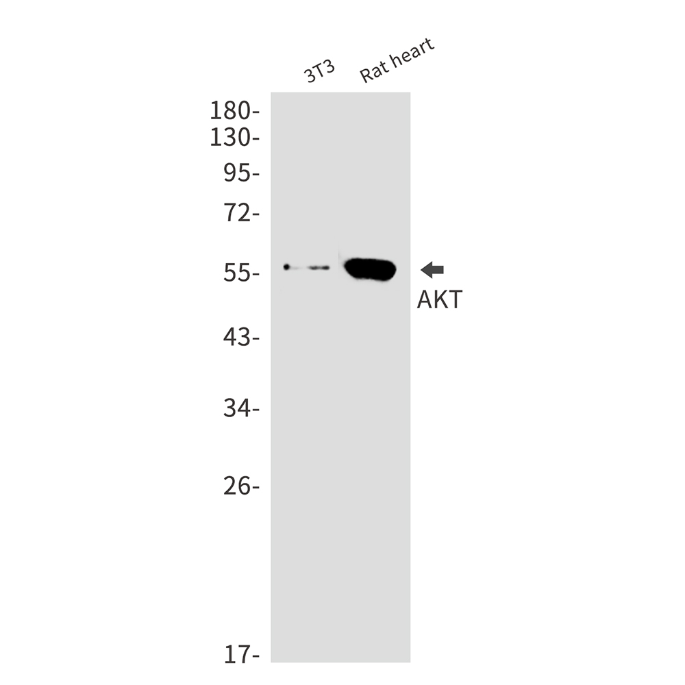 Rabbit Monoclonal Antibody to AKT