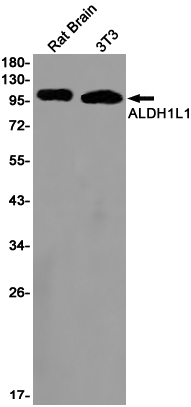 Rabbit Monoclonal Antibody to ALDH1L1