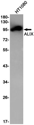 Rabbit Monoclonal Antibody to ALIX
